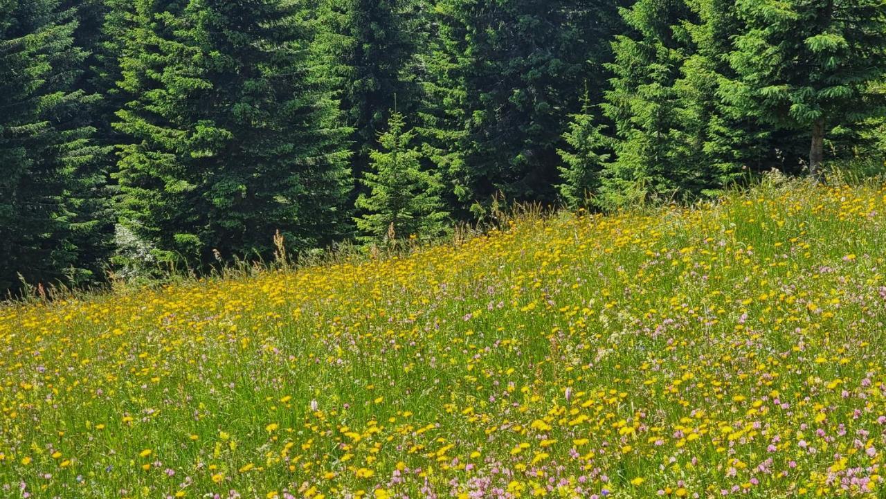 Mountain Eco Chalet Konjska Dolina On 1400 M Asl -Near Pokljuka Srednja Vas v Bohinju المظهر الخارجي الصورة