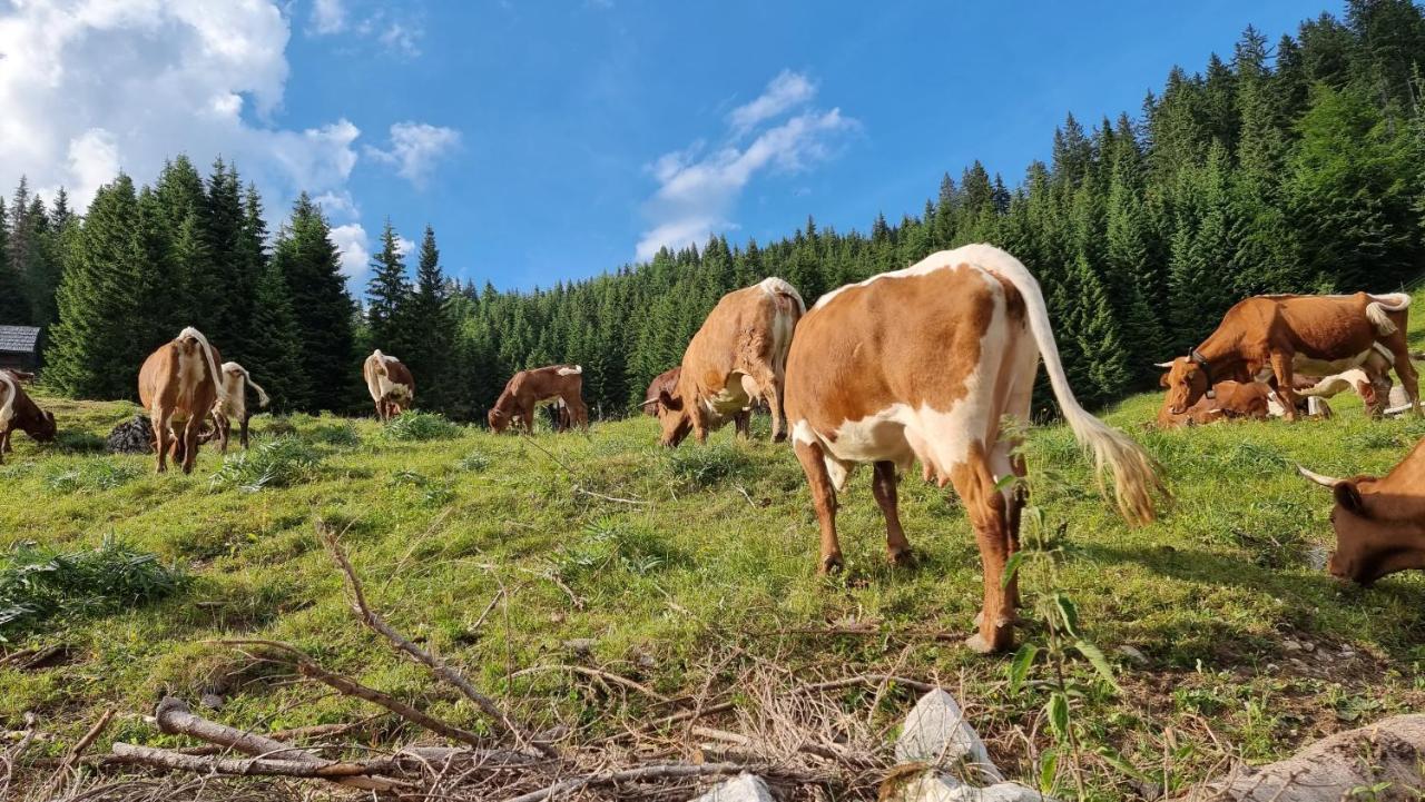 Mountain Eco Chalet Konjska Dolina On 1400 M Asl -Near Pokljuka Srednja Vas v Bohinju المظهر الخارجي الصورة